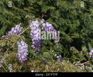 Bild der Wisteria sinensis, auch bekannt als chinesische Glyzinien in voller Blüte unter Sonnenlicht Stockfoto