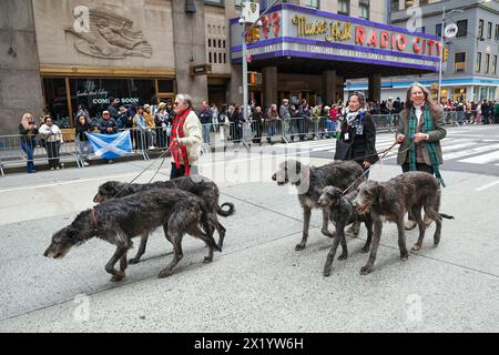 Die schottischen Deerhounds marschieren während der Tartan Day Parade auf der Sixth Avenue in New York, N.Y., Samstag, den 6. April 2024. Jedes Jahr in New York City, Tartan Stockfoto