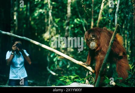 Frau fotografiert Bornean Orang Utan, Pongo pygmaeus, mit einem kleinen Baby, kritisch gefährdet, endemisch auf Borneo Island, Camp Leakey, Tanjung Puting N Stockfoto