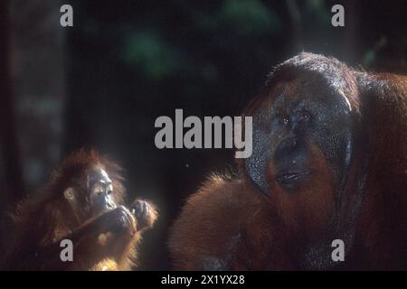 Männliche Bornean-Orang-Utan, Pongo pygmaeus, mit jungen, kritisch gefährdeten, endemischen Tieren auf Borneo Island, Camp Leakey, Tanjung Puting Nationalpark, Wes Stockfoto