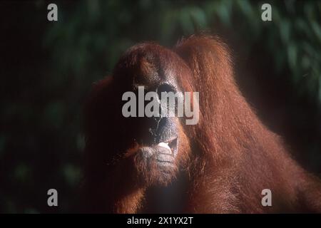 Weibliche Bornean-Orang-Utan, Pongo pygmaeus, essen, kritisch gefährdet, endemisch auf Borneo Island, Camp Leakey, Tanjung Puting Nationalpark, West Kot Stockfoto