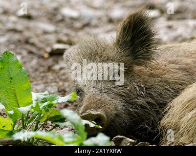 Wildschwein, Sus scrofa Stockfoto