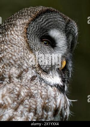 Langohrige Eule, ASIO otus Stockfoto