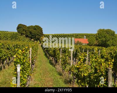 Kleine Kapelle in den Weinbergen auf der Weininsel bei Sommerach auf der Vokacher Mainschleife, Kreis Kitzingen, Unterfranken, Franken, Bayern, Stockfoto