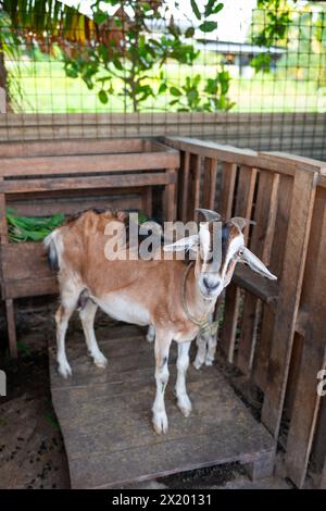 Ziegenmutter und Kind Karibik Rasse in Stall Hausgehege kleine Landwirtschaft Stockfoto