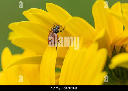 Nahaufnahme eines Marienkäfers mit Flecken, die auf bunten gelben Gänseblümchen im Frühlingsgarten krabbeln Stockfoto