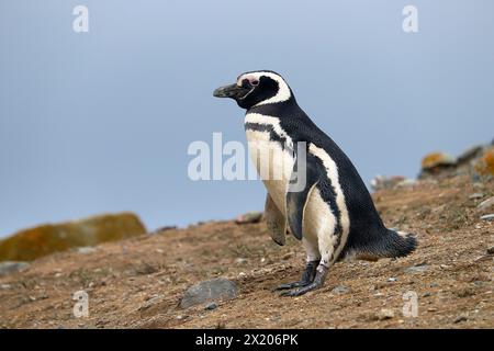 Chile; Süd-Chile; Magallanes-Region; Magellan-Straße; Isla Magdalena; Monumento Natural Los Pinguinos; Magellanpinguin auf der isl Stockfoto