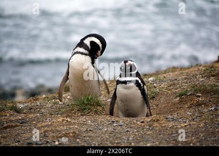 Chile; Südchile; Magallanes-Region; Magellanstraße; Isla Magdalena; Monumento Natural Los Pinguinos; Magellanpinguine vor ihrem B Stockfoto