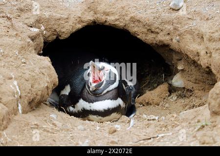 Chile; Südchile; Magallanes-Region; Magellanstraße; Isla Magdalena; Monumento Natural Los Pinguinos; Magellanpinguin in der Bruthöhle Stockfoto