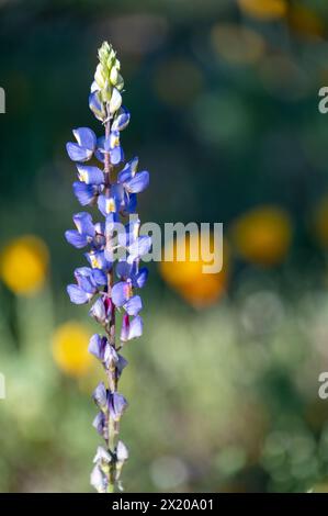 Frühlingswildblumen in der sonora-Wüste Stockfoto