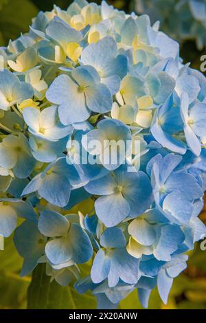 Blaue Sommerhortensie blühen im Garten Stockfoto
