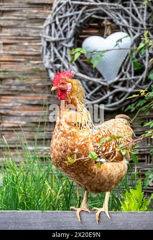 Schwedisches Blumenhuhn im Hochbeet, Kräuterbeet, Gartenidylle Stockfoto