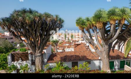 Orotava; Blick durch zwei inseltypische Drachenbäume über den Dächern der Stadt zum Meer, Teneriffa, Kanarischen Inseln, Spanien Stockfoto