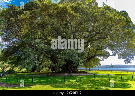 Wunderschöne farbige Blumen in den Sydney Botanical Gardens Stockfoto