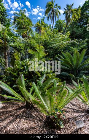 Wunderschöne farbige Blumen in den Sydney Botanical Gardens Stockfoto