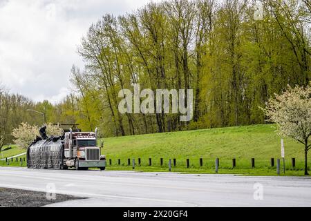 Professioneller Lkw-Fahrer für den industriellen Einsatz, der befestigtes Holz auf einem Tieflader mit Auflieger mit burgunderrotem klassischem Big Rig Auflieger stan abdeckt Stockfoto