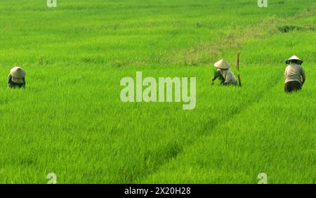 Vietnamesische Bauern arbeiten auf den Reisfeldern in der Nähe von Hội an, Vietnam. Stockfoto