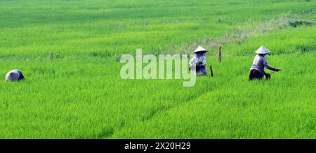 Vietnamesische Bauern arbeiten auf den Reisfeldern in der Nähe von Hội an, Vietnam. Stockfoto