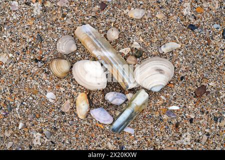 Irland, County Kerry, Dingle Peninsula, Inch Beach, Muscheln am Strand Stockfoto