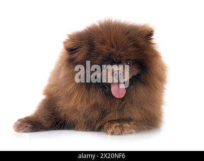 Junge pomeranian vor weißem Hintergrund Stockfoto