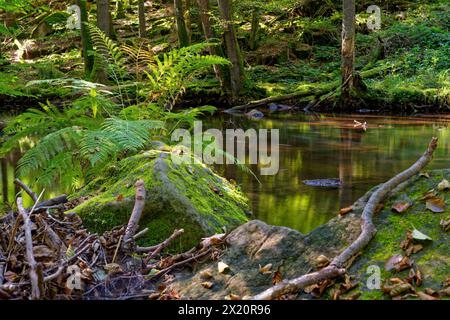 Der Verlauf der Thulba im Kerngebiet des Biosphärenreservats Rhön zwischen Oberthulba und Thulba, Kreis Bad Kissingen, Unterfranken, Stockfoto