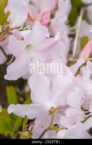 Weiße Azalea-Blüten. Rhododendron Diamant Himmelblau. Knospen auf einem Busch. Frühlingsrosa Blumenhintergrund Stockfoto