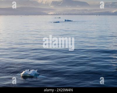 Kleine Eisberge („Growler“) in der Orleans Strait vor der Davis Coast, Antarktische Halbinsel Stockfoto