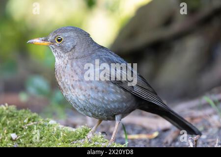 Schüchterne Amsel Nahaufnahme (Turdus merula), wilder Vogel im Park Stockfoto