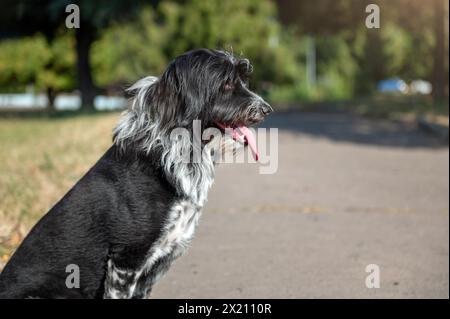 Porträt eines zotteligen Hundes im Park. Ein haariger schwarzer Hund Stockfoto