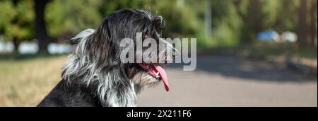 Porträt eines zotteligen Hundes im Park. Ein haariger schwarzer Hund Stockfoto