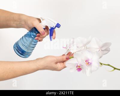 Frau, die sich um Hauspflanzen kümmert und phalaenopsis Orchideenblüten mit Wasser aus einer Sprühflasche besprüht. Das Konzept der Heimgärtnerei und der Blume g Stockfoto