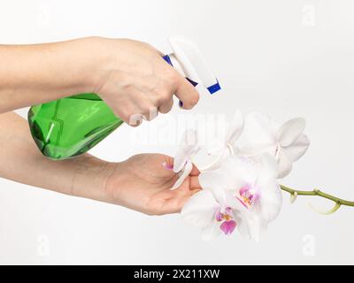 Frau, die sich um Hauspflanzen kümmert und phalaenopsis Orchideenblüten mit Wasser aus einer Sprühflasche besprüht. Das Konzept der Heimgärtnerei und der Blume g Stockfoto