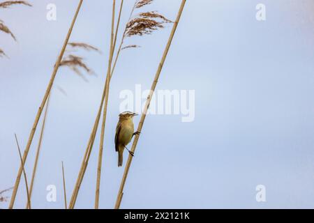 Seggen Warbler (Acrocephalus schoenobaenus) singend in einem Schilfbett, Norden, Frühling Stockfoto