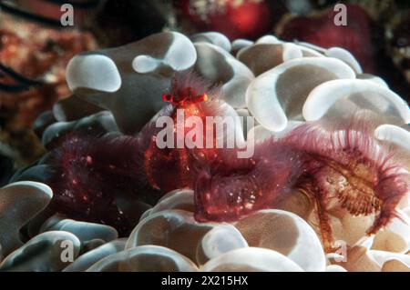 Orang-Utan-Spinnenkrabbe Stockfoto