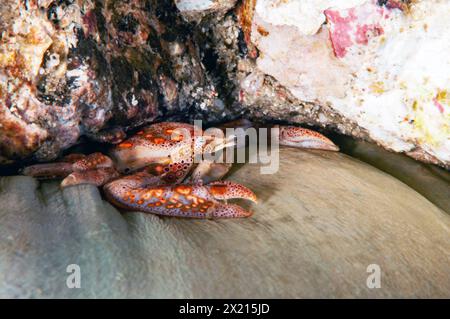 Porzellan-Krabbe entdeckt Stockfoto