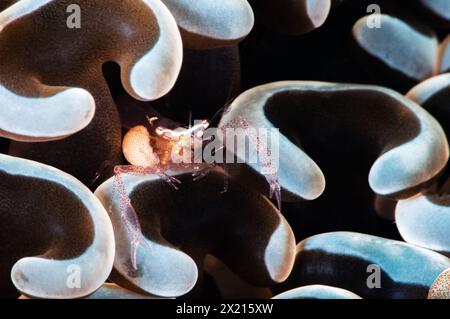 Korallen Garnelen Stockfoto