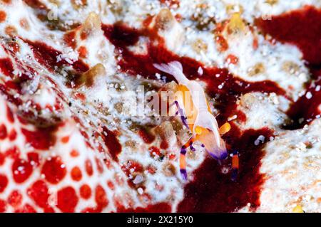 Imperial Shrimps Stockfoto