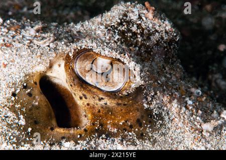 Blaugefleckter Stachelrochen Stockfoto