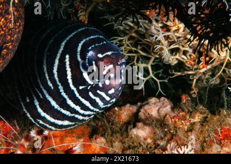 Zebra moray Stockfoto