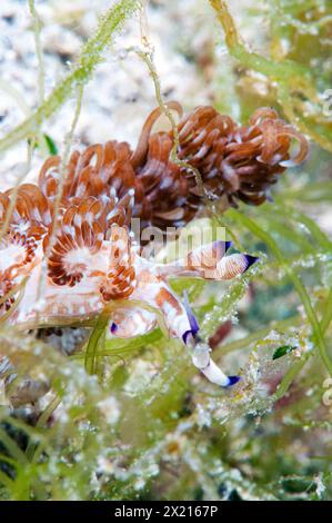 Blauer Drache Nacktschnecke Stockfoto