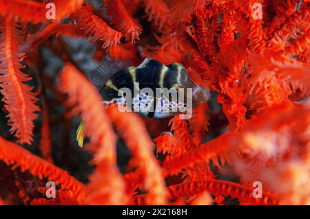 Sattelpuffer in Korallen Stockfoto