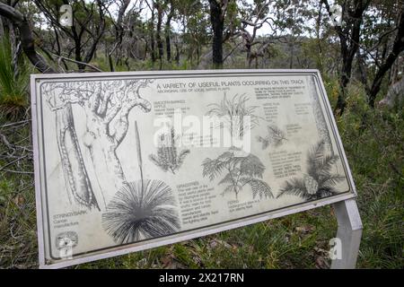 Resolute Beach Loop Trail und Schild mit Informationen darüber, wie die Ureinwohner einheimische Pflanzen im Alltag verwendeten, Ku-Ring-gai-Chase Nationalpark Stockfoto