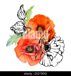 Handgezeichnete Aquarelle botanische Illustration Blumen Blätter. Roter Mohn Papaver, Stiele Knospen Samenkörner. Feldstrauß isoliert auf weißem Hintergrund Stockfoto