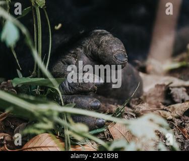 Berggorilla im Bwindi Unpenetrable Forest, Uganda Stockfoto