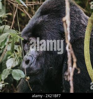Berggorilla im Bwindi Unpenetrable Forest, Uganda Stockfoto