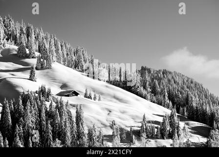 Schneebedeckte Almwiesen im Winterwald, Siplinger Kopf, Allgäuer Alpen, Schwaben, Bayern, Deutschland Stockfoto