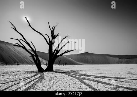 Ein toter Kameldornbaum wirft Schatten auf Lehmböden, Sanddünen im Hintergrund, Deadvlei, Namib-Neukluft-Nationalpark, Namibia, Afrika Stockfoto