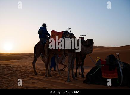Ein Touristen mittleren Alters sitzt auf einem Dromedar neben anderen Kamelen, im hellen Licht der aufgehenden Sonne, vor der weiten Kulisse der Merzouga. Stockfoto