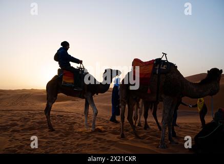 Ein Touristen mittleren Alters sitzt auf einem Dromedar neben anderen Kamelen, im hellen Licht der aufgehenden Sonne, vor der weiten Kulisse der Merzouga. Stockfoto