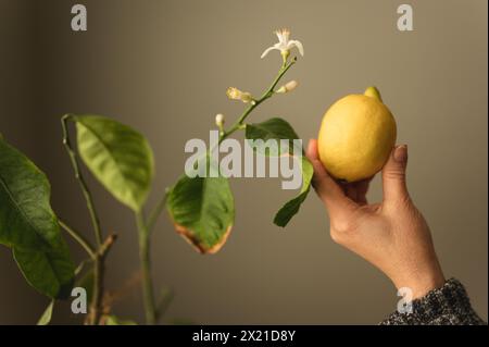 Nahaufnahme der Hand einer Frau, die eine Zitrone neben einem blühenden Zitronenbaum hält Stockfoto